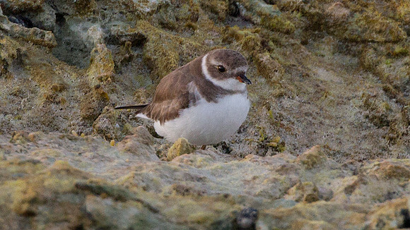 Semipalmated Plover (Charadrius semipalmatus)