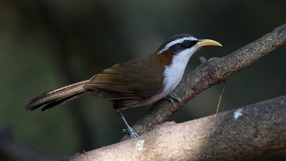 White-browed scimitar babbler (Pomatorhinus schisticeps)