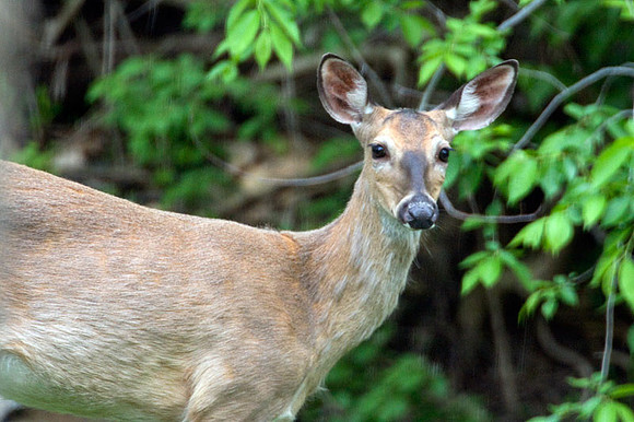 White-tailed Deer (Odocoileus virginianus)