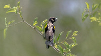 White-winged Widowbird (Euplectes albonotatus)