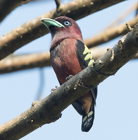 Banded broadbill (Eurylaimus javanicus) Male