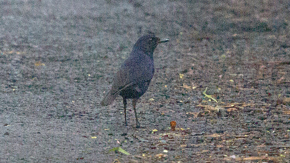 Javan whistling thrush (Myophonus glaucinus)
