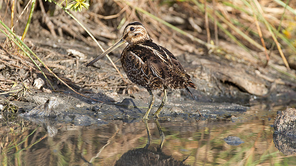 Wilson's Snipe (Gallinago delicata)