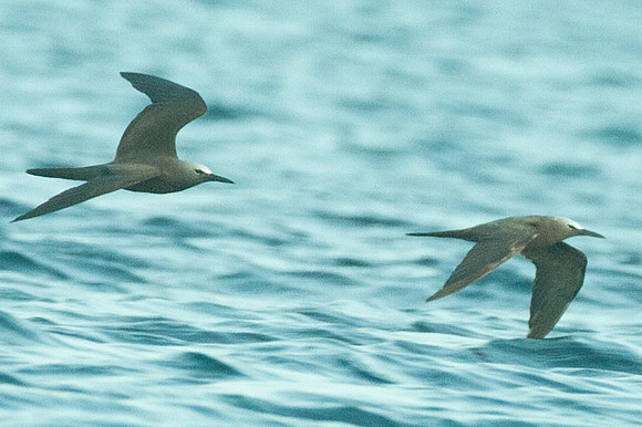 Brown Noddy (Anous stolidus) also known as Common Noddy