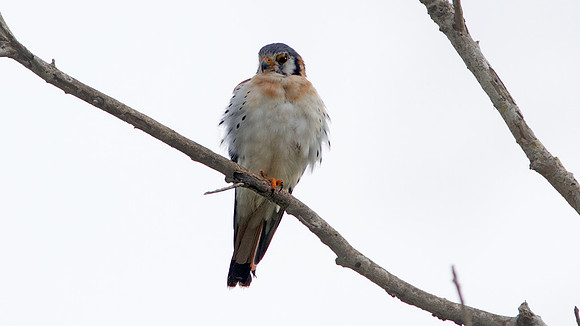 American Kestrel (Falco sparverius)