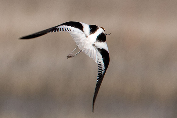 American Avocet (Recurvirostra americana)
