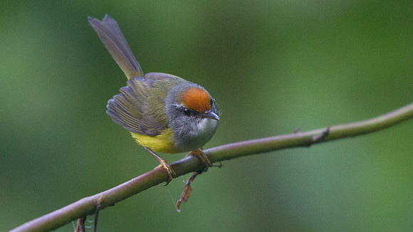 IMG_9406 Mountain tailorbird (Phyllergates cuculatus)