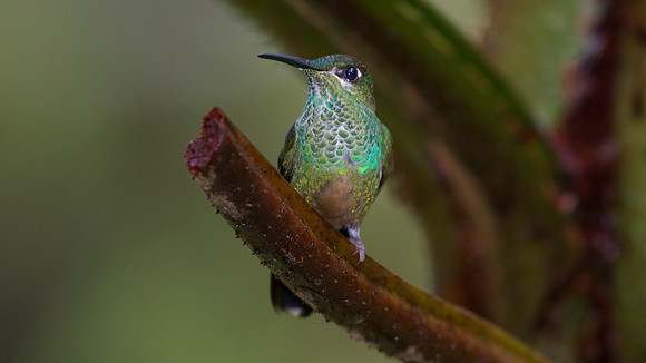 Violet-fronted Brilliant (Heliodoxa leadbeateri) - female