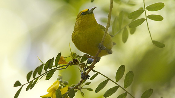 Hawaiʻi ʻAmakihi (Hemignathus virens)