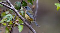 Blue-and-yellow Tanager (Thraupis bonariensis)