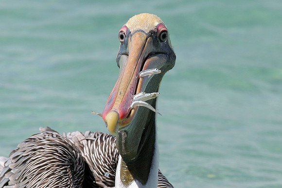 Brown Pelican (Pelecanus occidentalis)