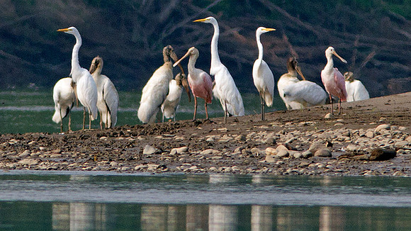 Wood Stork (Mycteria americana) Great Egret (Ardea alba) Roseate Spoonbill (Platalea ajaja)