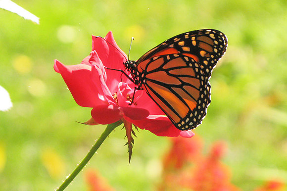 Monarch butterfly (Danaus plexippus)