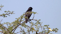 IMG_5963