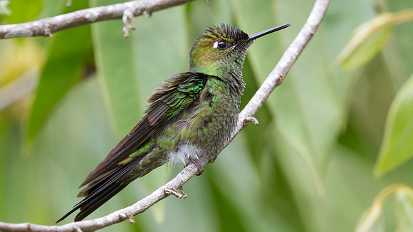 Violet-fronted Brilliant (Heliodoxa leadbeateri)