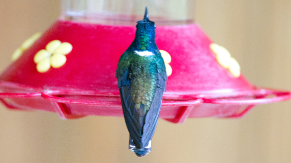 White-necked Jacobin (Florisuga mellivora)