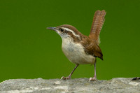 Carolina Wren (Thryothorus ludovicianus)
