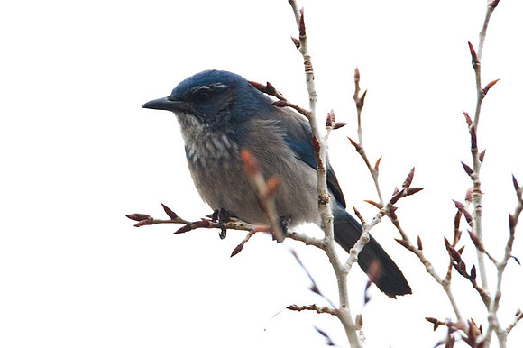 Western Scrub-Jay (Aphelocoma californica)