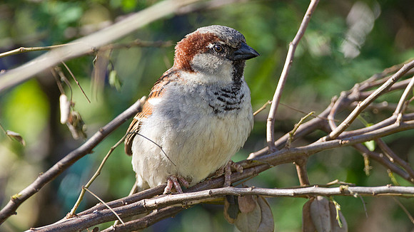 House Sparrow (Passer domesticus)