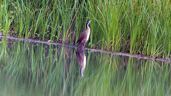 Sungrebe (Heliornis fulica)