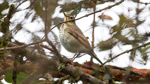 Swainson's Thrush (Catharus ustulatus)