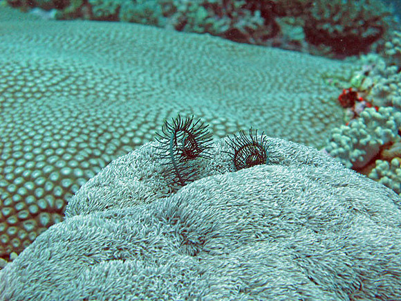 Coral