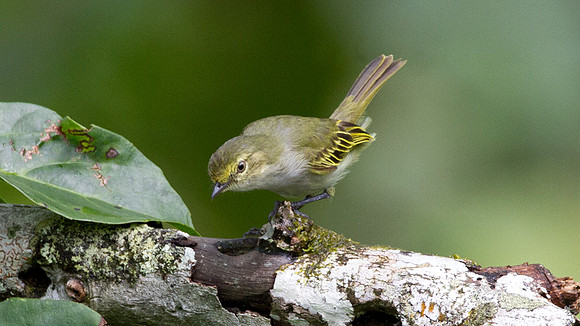 Golden-faced Tyrannulet, Choco (Zimmerius chrysops)