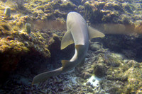 IMG_4247a