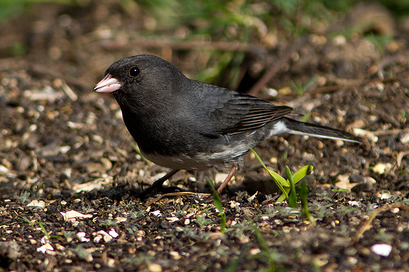 Dark-eyed Junco (Junco hyemalis)