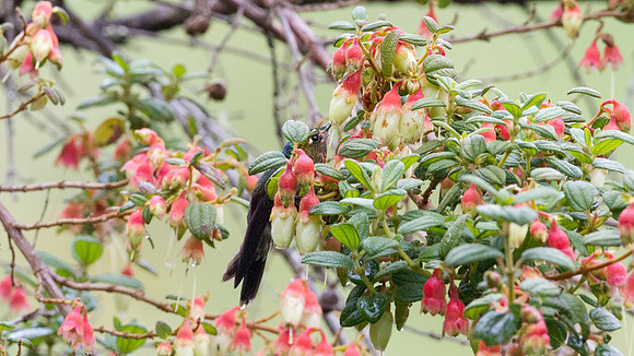 Tyrian Metaltail (Metallura tyrianthina)