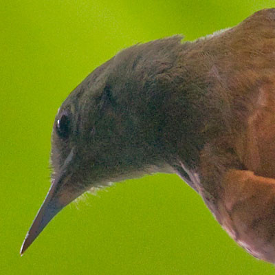 Olivaceous Woodcreeper (Sittasomus griseicapillus)