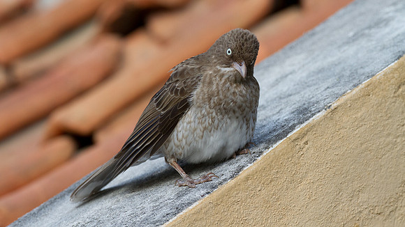 Pearly-eyed Thrasher (Margarops fuscatus)