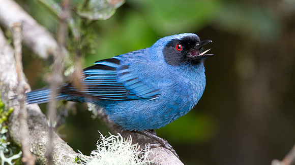 Masked Flowerpiercer (Diglossopis cyanea)
