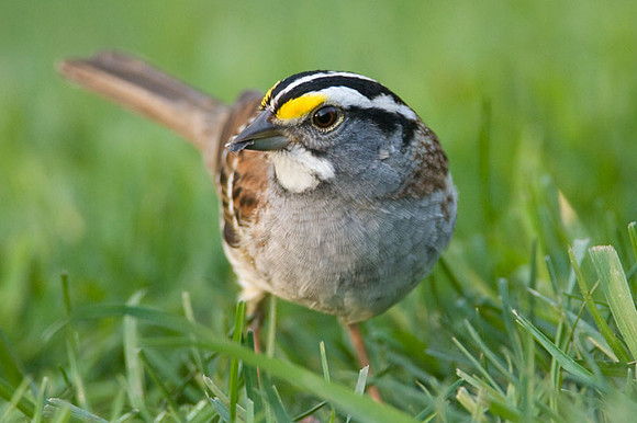 White-throated Sparrow (Zonotrichia albicollis)