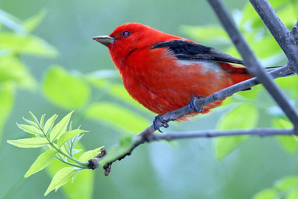 Scarlet Tanager (Piranga olivacea) male