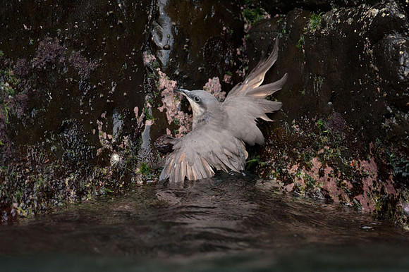Mangrove Cuckoo (Coccyzus minor)