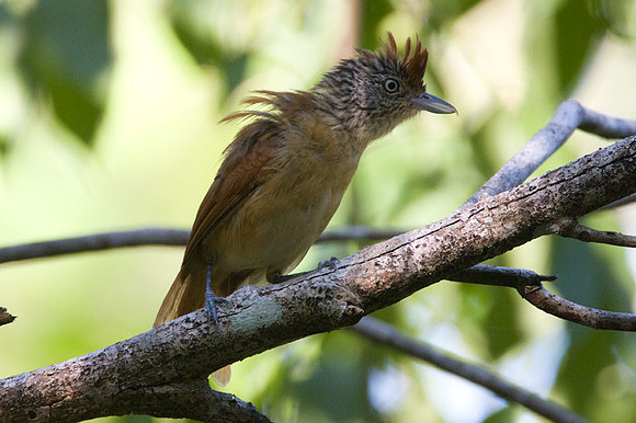 Barred Antshrike (Thamnophilus doliatus) female