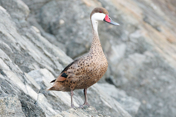 White-cheeked Pintail (Anas bahamensis)