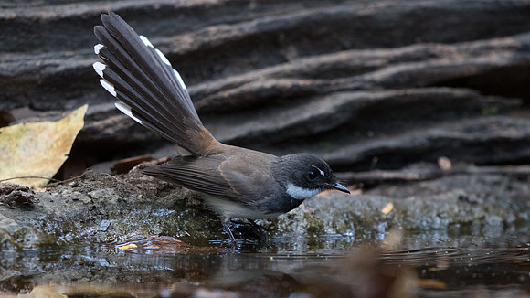 Malaysian pied fantail (Rhipidura javanica)