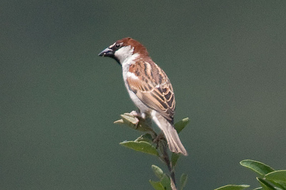 House Sparrow (Passer domesticus)