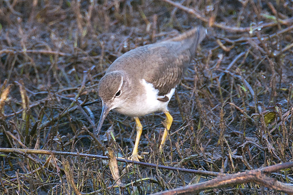 Spotted Sandpiper (Actitis macularius)