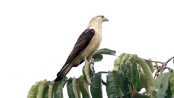 Yellow-headed Caracara (Milvago chimachima)