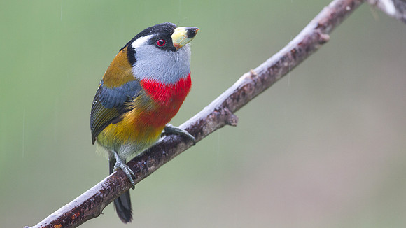 Toucan Barbet (Semnornis ramphastinus)