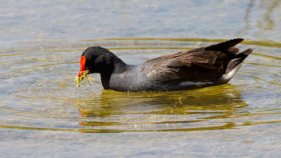Common Gallinule (Gallinula galeata)