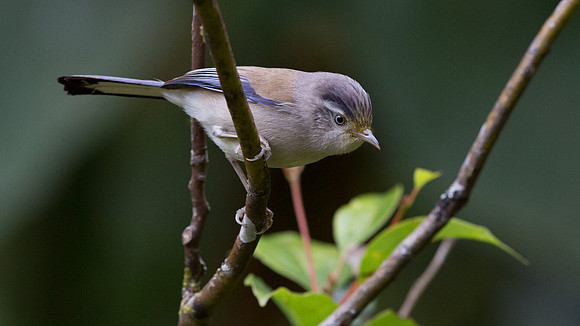 Blue-winged minla (Minla cyanouroptera)