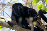Black howler (Alouatta caraya)