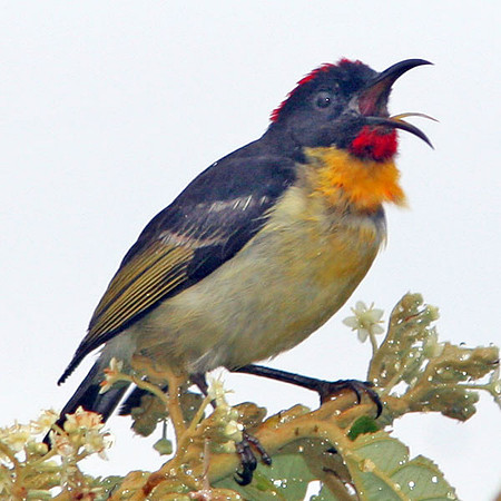Sulphur-breasted Myzomela (Myzomela jugularis) also known as Orange-breasted Myzomela, Orange-breasted Honeyeater