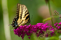 Eastern Tiger Swallowtail (Papilio glaucus)