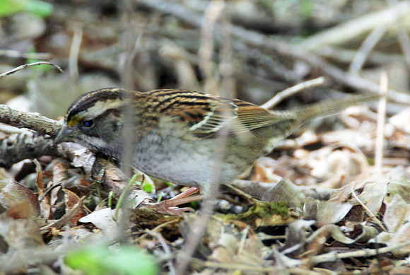 Swamp Sparrow (Melospiza georgiana)