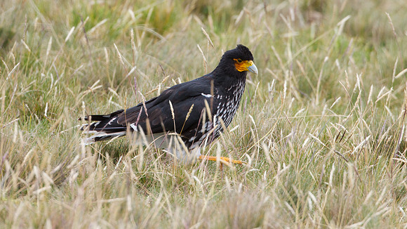 Carunculated Caracara (Phalcoboenus carunculatus)